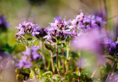 Ormanın içinde closeup yabani kekik (Thymus serpyllum) 