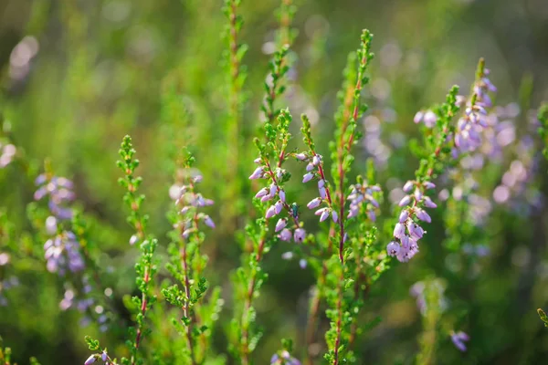 Ormanın içinde ortak Heather (Calluna vulgaris)