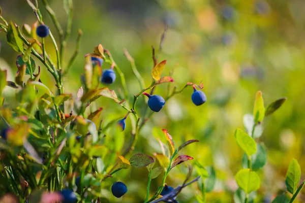 Bilberry, whortleberry or European blueberry (Vaccinium myrtillu — Stock Photo, Image