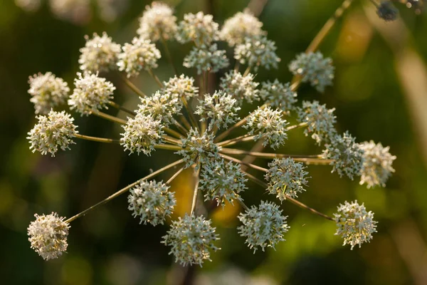 Wilde Engelwurz (angelica sylvestris) — Stockfoto