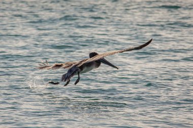 Miami Beach kahverengi Pelikan (Pelecanus occidentalis)