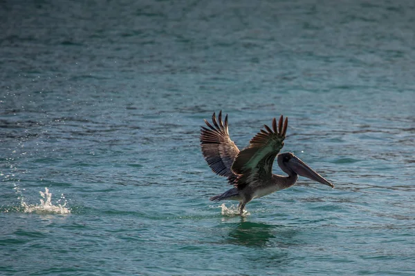 Brown pelican (Pelecanus occidentalis) in Miami Beach — Stock Photo, Image