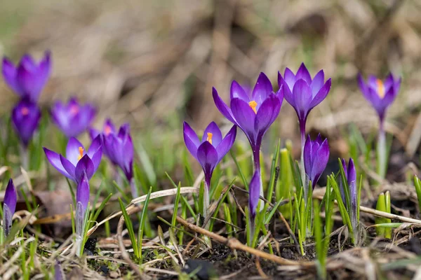 Фиолетовый крокус весной — стоковое фото