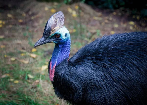 Güney cassowary bir hayvanat bahçesi