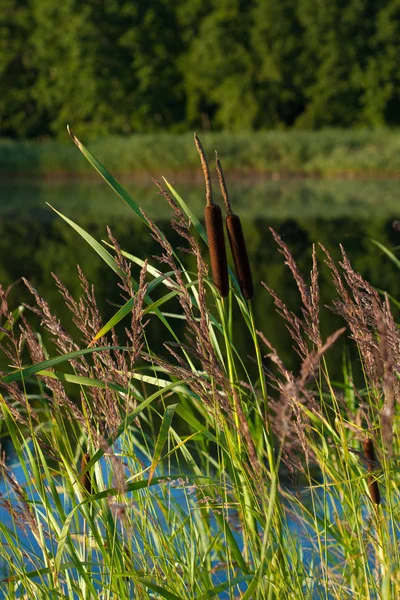 Lisdodde (Lisdoddefamilie latifolia) en reed — Stockfoto