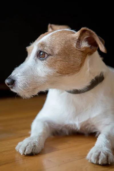 Jack russell terrier köpek yakın çekim — Stok fotoğraf