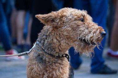 Airedale terrier köpek