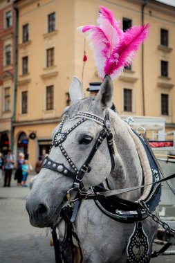 Atları Krakow