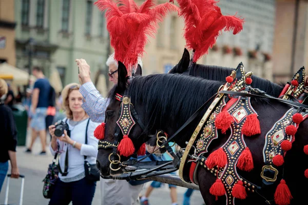 Caballos en Cracovia —  Fotos de Stock