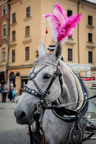 Cavalli in Cracovia — Foto Stock