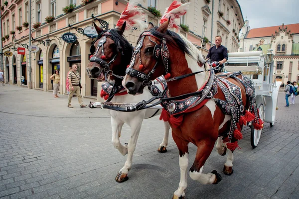 Koně v Krakově — Stock fotografie