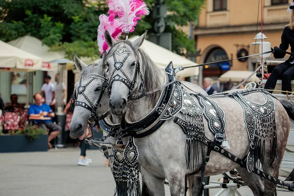Paarden in Krakau — Stockfoto