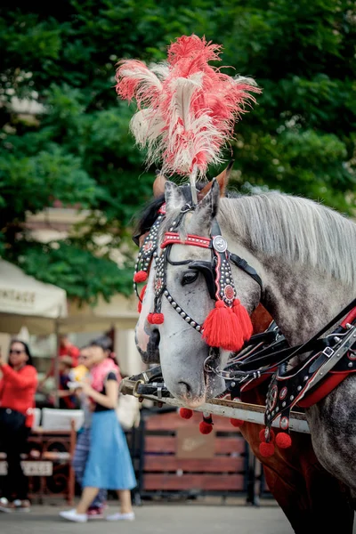 Caballos en Cracovia —  Fotos de Stock