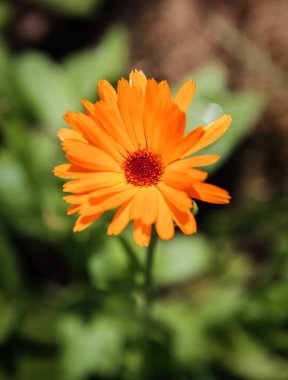 Pot kadife çiçeği (Calendula officinalis)