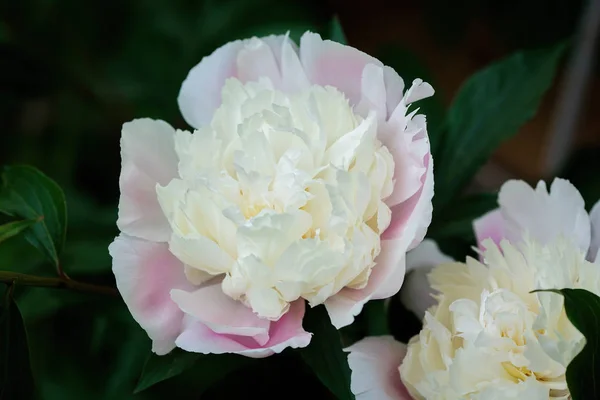 Common peony (Paeonia officinalis) — Stock Photo, Image