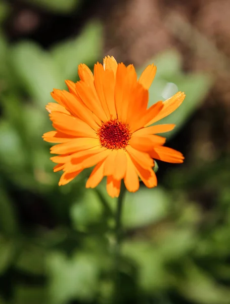 Pot marigold (Calendula officinalis) — Stock Photo, Image