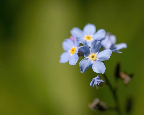 Forget-me-not pole (Myosotis arvensis) — Zdjęcie stockowe