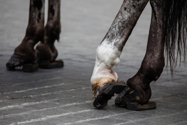 Jambes de cheval avec fers à cheval — Photo