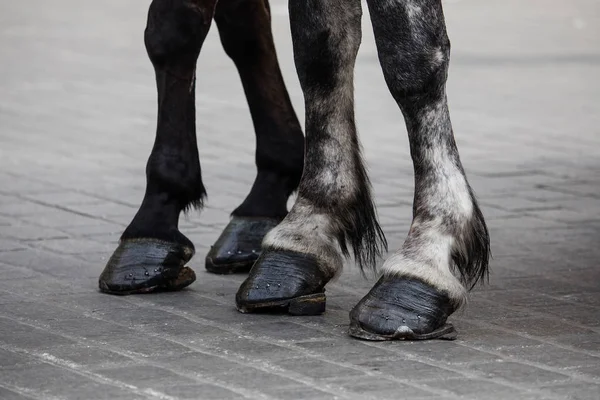 Jambes de cheval avec fers à cheval — Photo