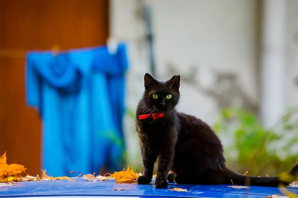 通りに黒い猫が — ストック写真