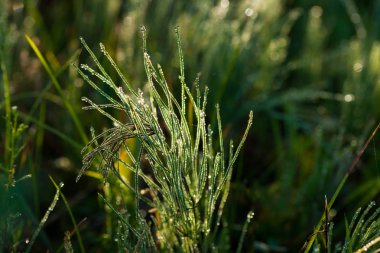 Yaz çayır sabahın erken saatlerinde