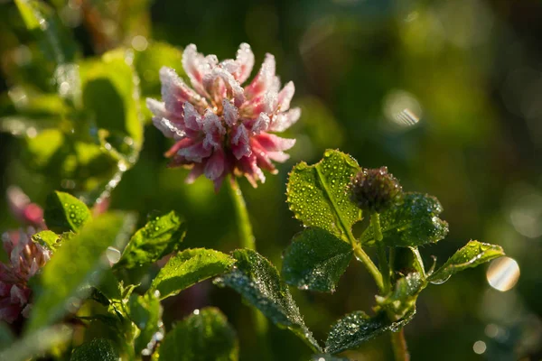 Vroege ochtend in de zomer weide — Stockfoto