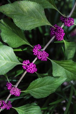 Beautyberry (Callicarpa americana) clipart