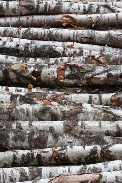 Birch tree texture — Stock Photo, Image