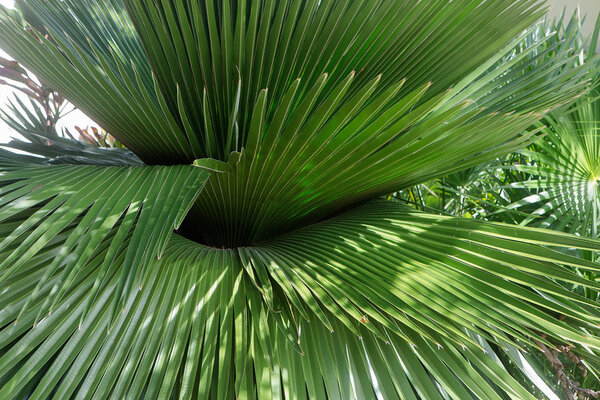 Palm tree leaf texture