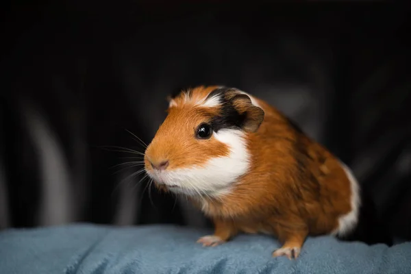 Cavia (Cavia avondrood), populaire huishoudelijke huisdier. — Stockfoto