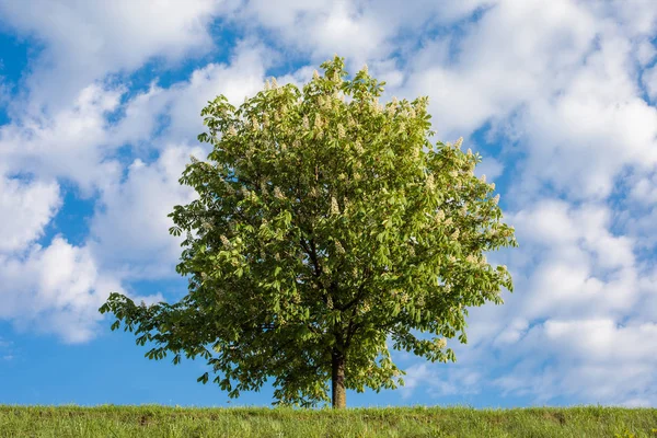 At-kestane ağacı — Stok fotoğraf