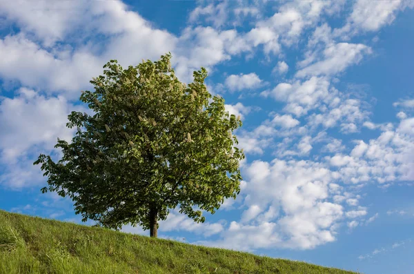 Rosskastanienbaum — Stockfoto