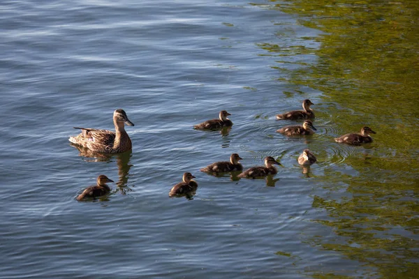 Ente mit Küken — Stockfoto