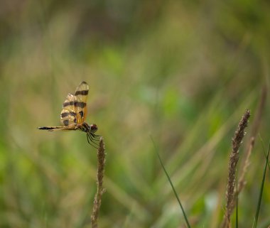 Cadılar Bayramı flaması (Celithemis eponina) yusufçuk sineği