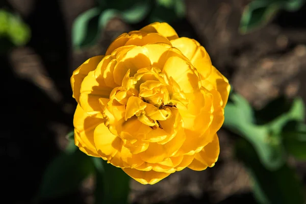 Tulipán amarillo redondo —  Fotos de Stock