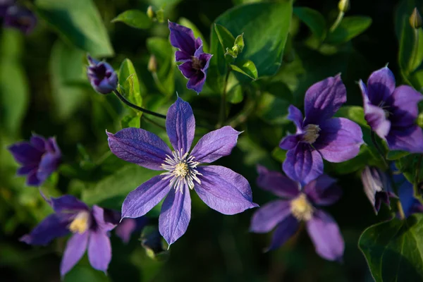 Fialový clematis květina — Stock fotografie