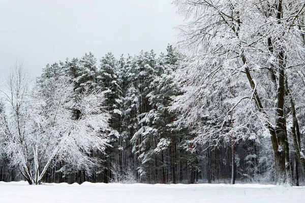 Paesaggio della foresta ghiacciata — Foto Stock