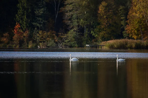 Vasaknas lake in Lithuania — Stock Photo, Image