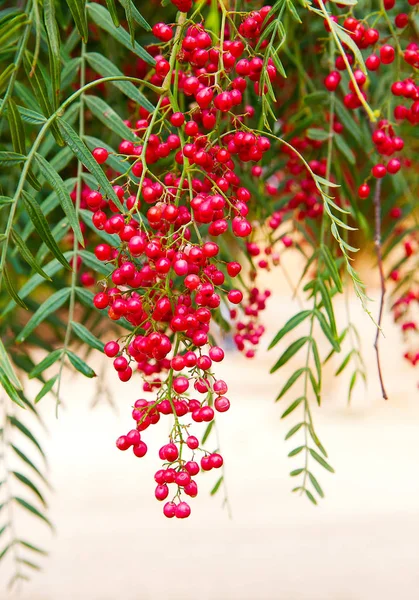 Bunch of vivid red berries — Stock Photo, Image