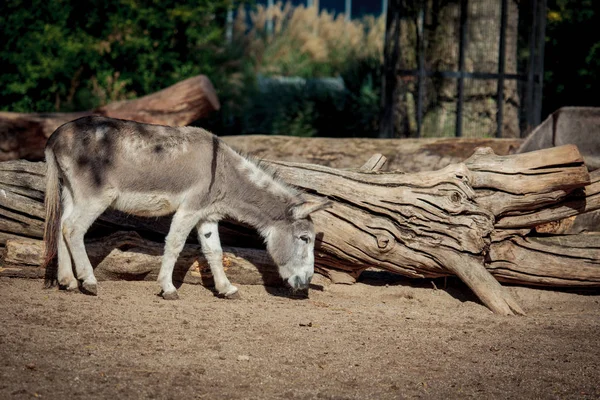 Burro cinzento no zoológico — Fotografia de Stock