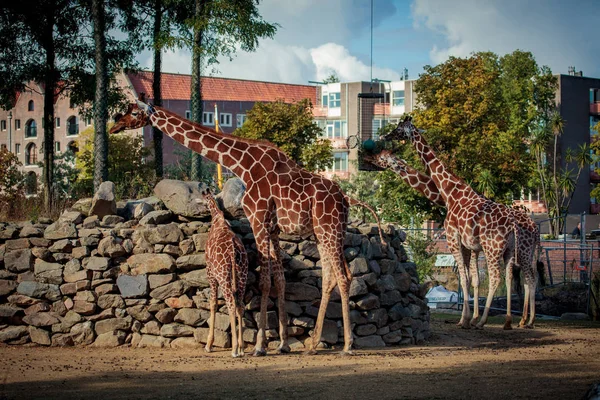 Girafa reticulada no zoológico — Fotografia de Stock