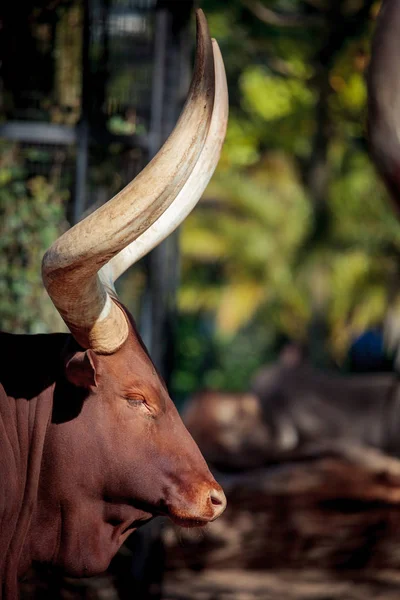 Ankole-Watusi longhorn bulls at the zoo — Stock Photo, Image