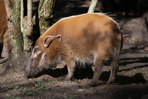 Red River Hog at the zoo — Stock Photo, Image