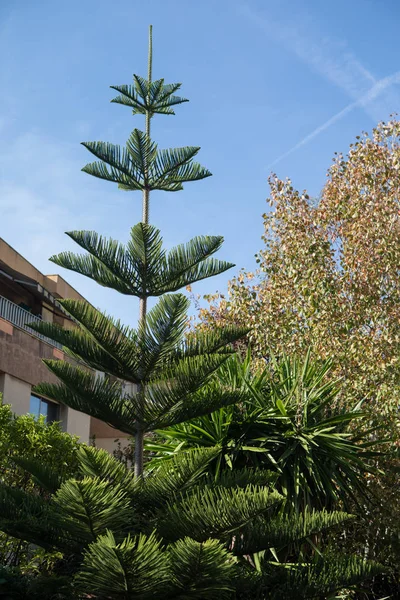 Kolom araucaria (araucaria columnaris)) — Stockfoto