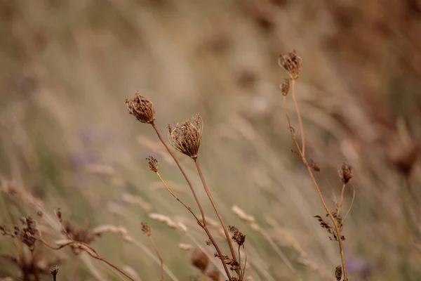 Trockenes Gras auf der Wiese — Stockfoto