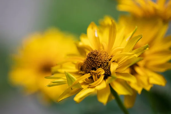 Doronicum grandiflorum flower — Stock Photo, Image