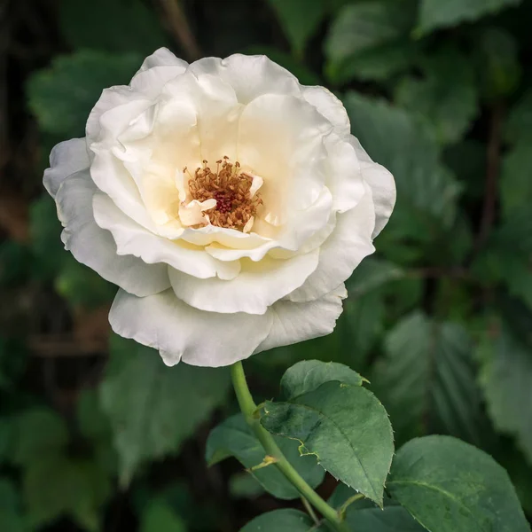 Rose blanche dans le jardin — Photo