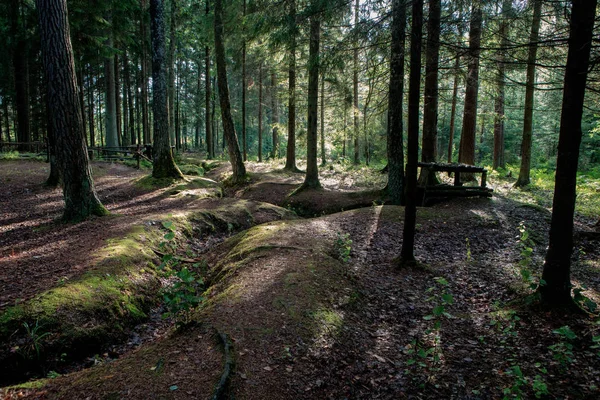 Partyzánský bunkr v lesích v okrese Panevezys, Litva — Stock fotografie