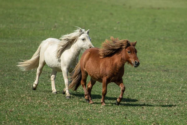 Deux beaux chevaux de poney — Photo