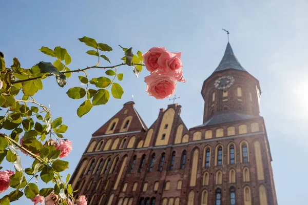 Rosen Vor Der Königsberger Kathedrale Auf Der Kantinsel Kaliningrad Fokus — Stockfoto